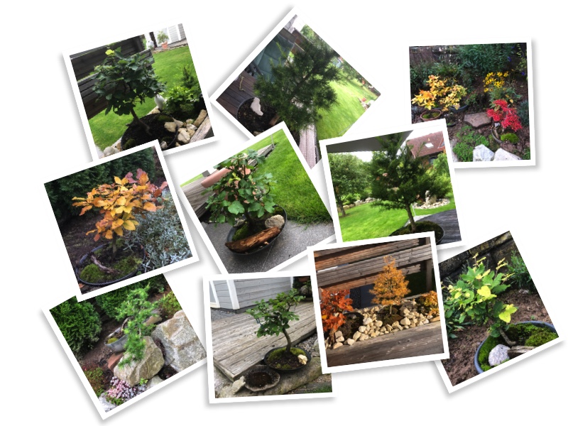 Collage 1