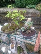 Bonsai