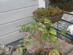 Bonsai