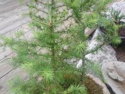 Bonsai