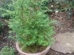 Bonsai