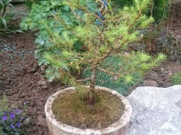 Bonsai