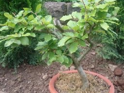 Bonsai