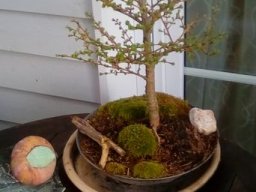 Bonsai