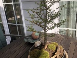 Bonsai