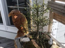 Bonsai