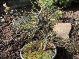 Bonsai