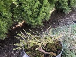 Bonsai