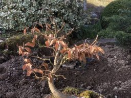 Bonsai