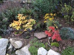 Bonsai im Herbst
