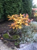 Bonsai im Herbst