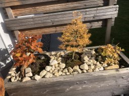 Bonsai im Herbst