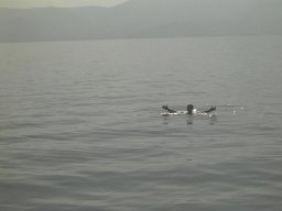 Törn 2004