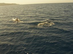 Törn 2004