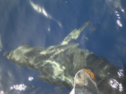 Törn 2004