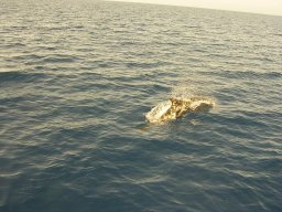Törn 2004