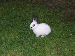 2009 Ratschings