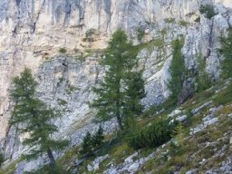 2016 Rosengarten